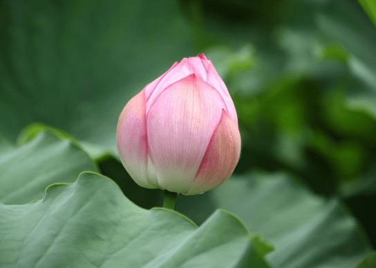 步入6月下旬，4屬相貴人相助，機(jī)遇多多，財(cái)源廣進(jìn)，生活無(wú)憂(圖1)