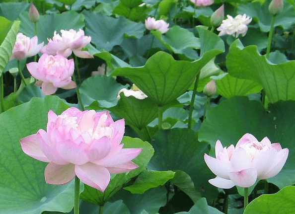 步入6月下旬，4屬相貴人相助，機(jī)遇多多，財(cái)源廣進(jìn)，生活無(wú)憂(圖2)